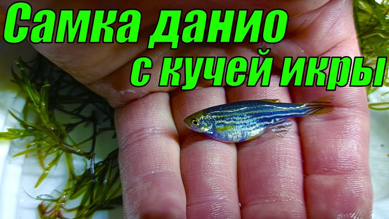 СЛАБОНЕРВНЫМ НЕ СМОТРЕТЬ! Выдавливаю из самки данио кучу икры! смотреть онлайн