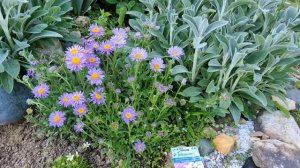 Украшение альпийской горки - астра альпийская