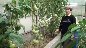 Высокорослые томаты в теплице .