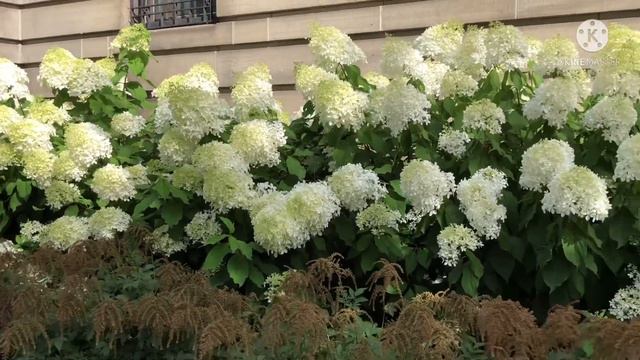 HYDRANGEA FLOWERS ( PERENNIAL) /Rhinnakidstv смотреть онлайн
