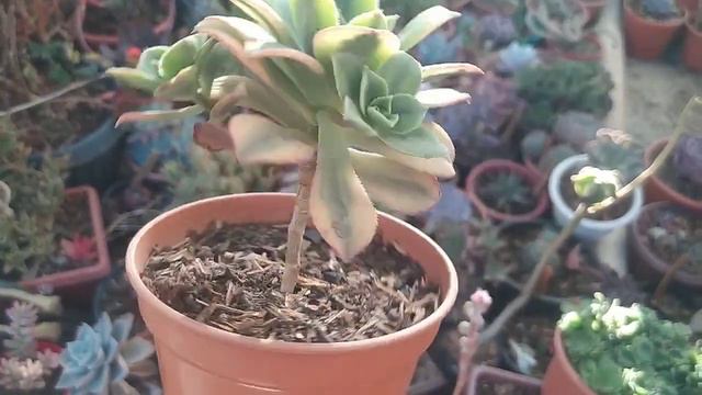 AEONIUMS Mi Experiencia 🤓