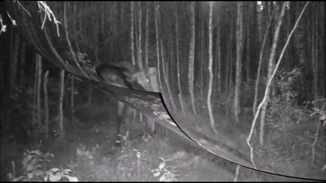 Когда комар кусает за нос. Лосиная гимнастика. смотреть онлайн