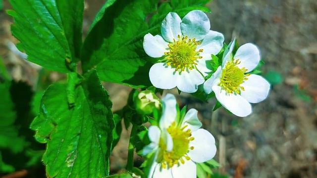 9 июля День Давида Земляничника. Что нельзя делать в этот день. Народные приметы. смотреть онлайн