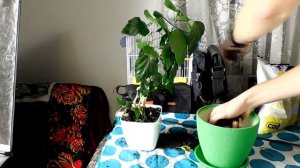 Как пересадить гибискус комнатный.Пересадка гибискуса!