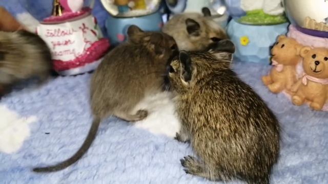 Детки дегу. Помет С. смотреть онлайн