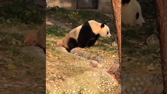 Почему Чэнду был выбран местом для организации исследовательского центра по разведению панд? смотреть онлайн
