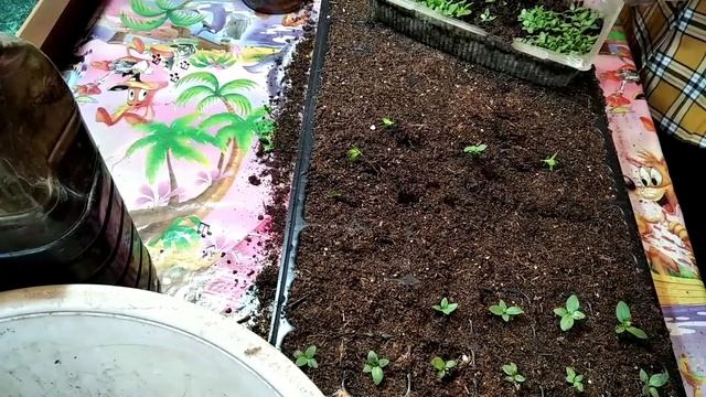 Пикировка эустомы из своих семян.Какие особенности? смотреть онлайн