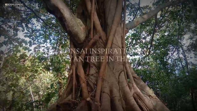Bonsai Inspiration | Banyan Tree in the Wild смотреть онлайн