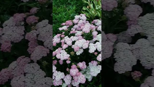 мое открытие - Тысячелистник декоративный смотреть онлайн