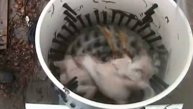 почистить курицу..... смотреть онлайн