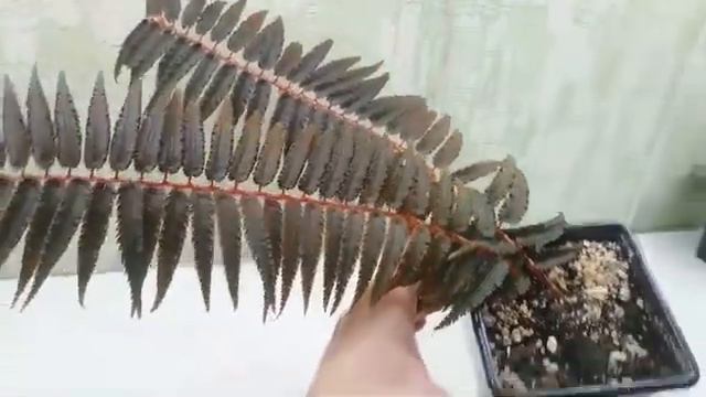 Из моего архива. Какой может вырасти бегония pteridiformis. смотреть онлайн