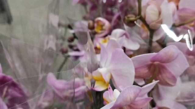 Бабочка? Violet Queen, Юкка и другие орхидеи в свежем завозе орхидей Леруа Мерлен г. Омск. смотреть онлайн