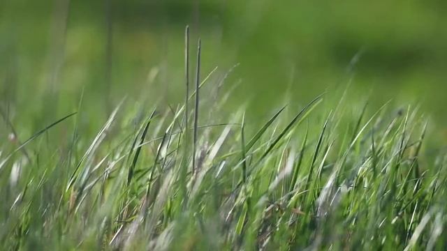 трава ветер смотреть онлайн