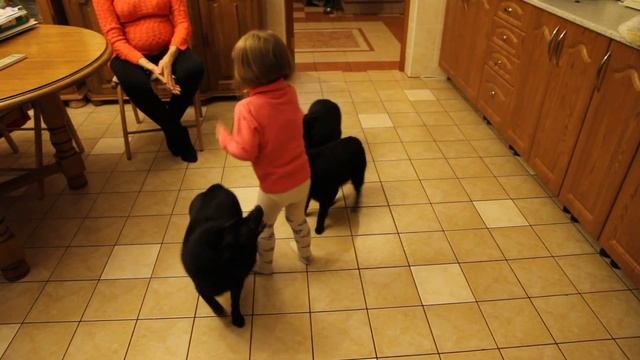 Схипперке и Аделина 2,5 года смотреть онлайн