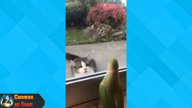 ВИДЕО ПРИКОЛЫ СМЕШНЫЕ ГОВОРЯЩИЕ ТАНЦУЮЩИЕ ПОПУГАИ ИЮЛЬ 2020 смотреть онлайн