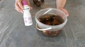 ГИАЦИНТЫ// Хранение луковиц гиацинтов летом