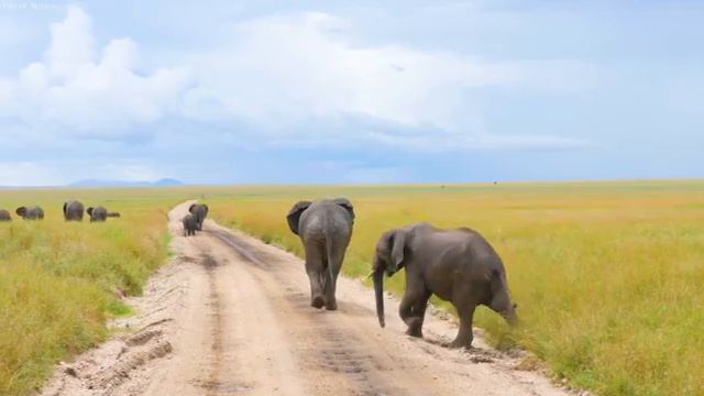 4K African Wildlife: Amboseli National Park, Kenya - Real Sounds of Africa - 4K Video Ultra HD смотреть онлайн