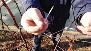 Малина: чем подвязать?