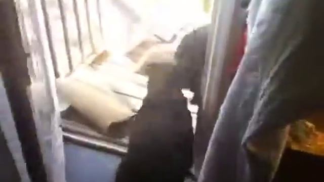 My wacky dog pack смотреть онлайн