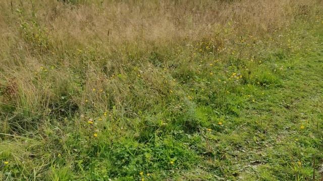 Экстренное включение: коршун умчал кота из прошлого видео смотреть онлайн