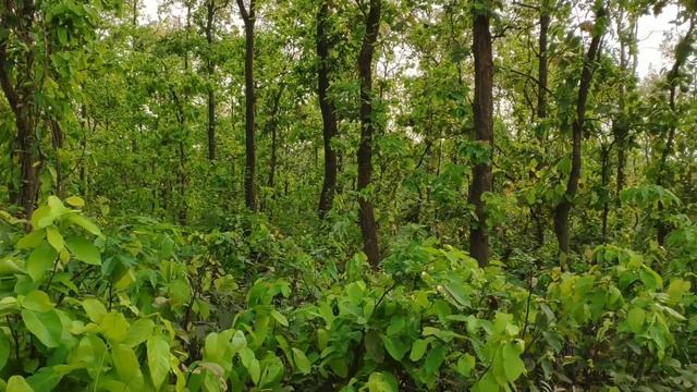 Beautiful Shorea Robusta Forest Or Sal Forest In Bangladesh (Gazipur)