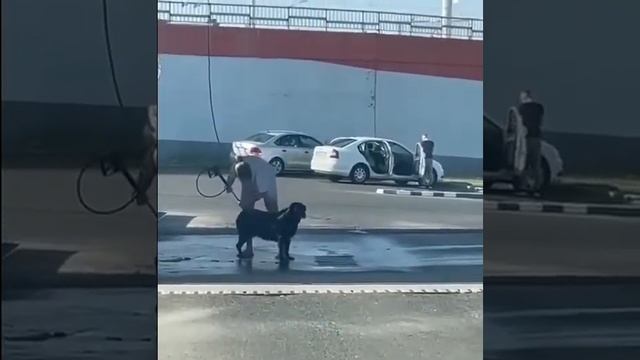 мойка собак:)) смотреть онлайн