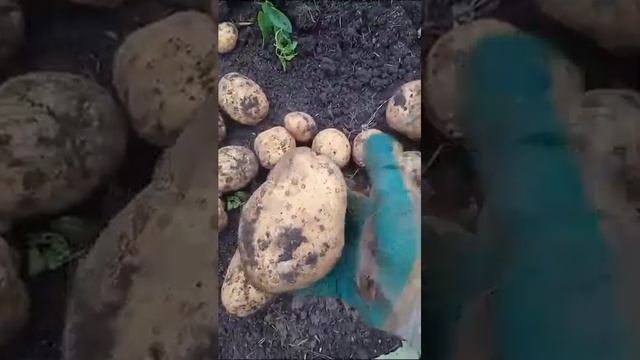 Урожай картофеля сорта Мадейра смотреть онлайн