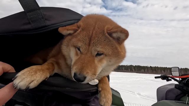 ЕДЕМ НА ЗИМНЮЮ РЫБАЛКУ смотреть онлайн