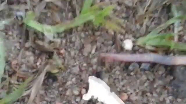 Про Дождевого червя смотреть онлайн
