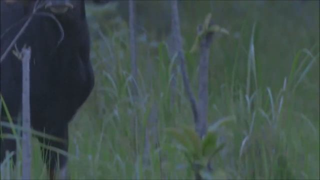 Tiger hunts Gaur смотреть онлайн