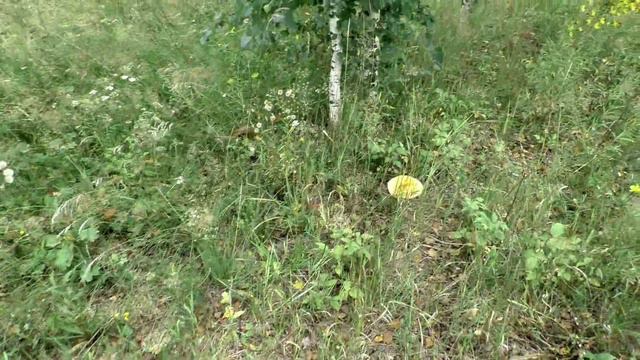 Грибы мухоморы смотреть онлайн