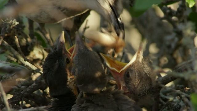 Feeding Baby Birds | NATURE Nuggets смотреть онлайн