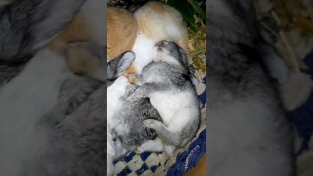 When Bunnies are Dreaming || All About Rabbits смотреть онлайн