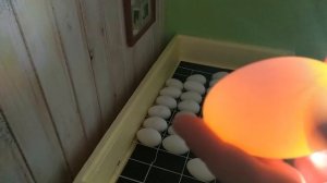 ОВОСКОПИРОВАНИЕ ГУСИНЫХ ЯИЦ В СЕМЬ ДНЕЙ