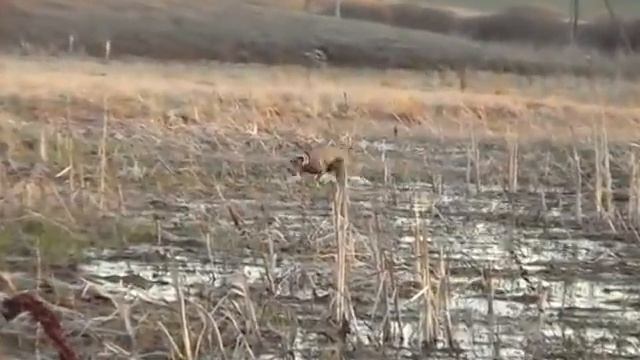 танцы на воде 2015г смотреть онлайн