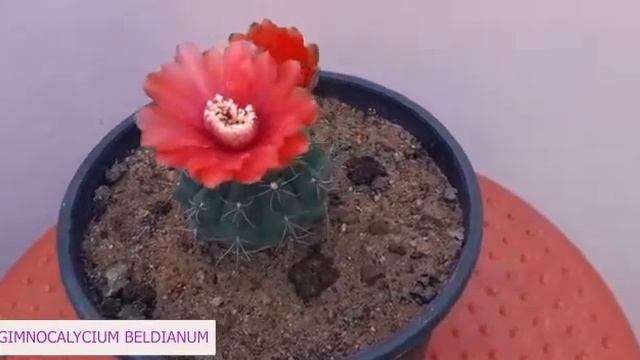 Gymnocalycium baldianum смотреть онлайн