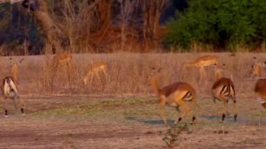 НЕ НА ТОГО НАПАЛ! Гиены недооценили леопарда и поплатились. Вот что произошло