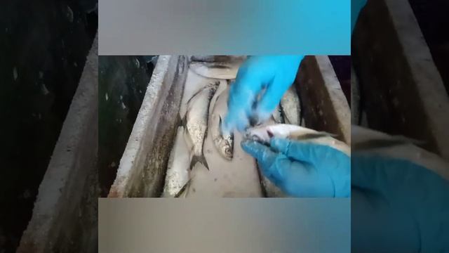Сухой посол чехони. Рыбка получается очень вкусная! смотреть онлайн