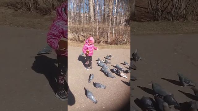Голуби-это символ мира и счастья.Пошли в парк что бы покормить птиц. смотреть онлайн