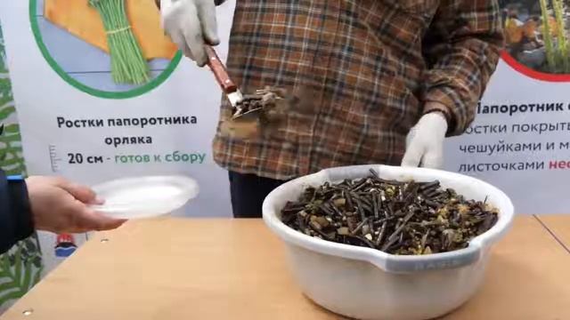 Коллективный сбор Папоротника | ПапоротнИКРАб 2021 смотреть онлайн