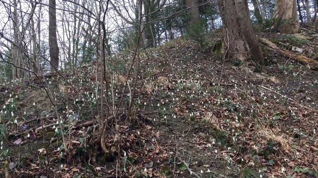 Собираем гриб муэр (аурикулярию уховидную). Первый день весны в лесу. Трускавец. 01.03.2020 смотреть онлайн