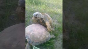 Черепаха занимаются любовью