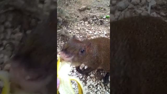 Feeding a Mexican agouti смотреть онлайн