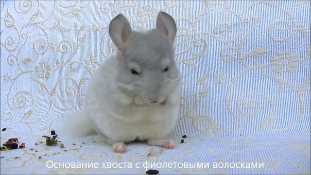 Окрасы шиншилл. Видео №7 Белый фиолет(белый афрофиолет) смотреть онлайн