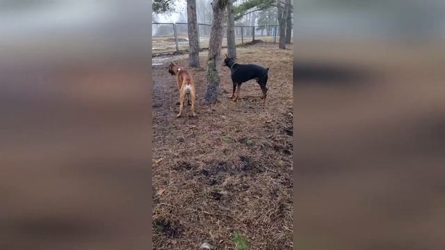 Самый лучший доберман в TikTok часть 2 смотреть онлайн