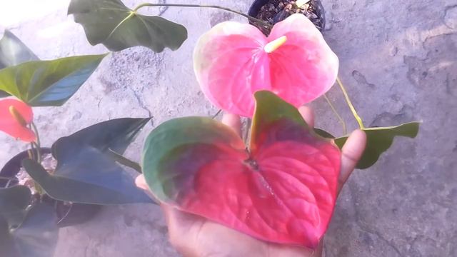 anthurium update смотреть онлайн