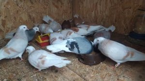 Пермские белоголовые голуби