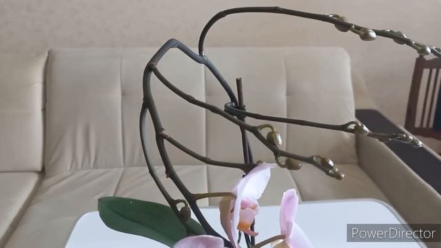 ОРХИДЕИ ДОМАШНЕЕ ЦВЕТЕНИЕ./Орхидеи рекордсменки! Цветоносы как деревца!/#Orchids смотреть онлайн