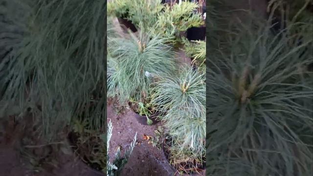 САЖЕНЦЫ ПЛОДОВЫХ ДЕРЕВЬЕВ И ХВОЙНЫХ РАСТЕНИЙ✅️ смотреть онлайн