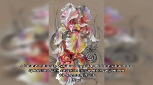 Мухи в ирисах: что это и как с ними бороться